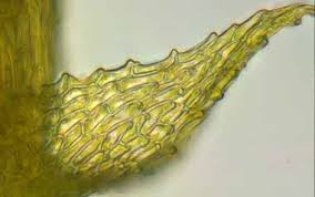 Attēlu rezultāti vaicājumam “Campylophyllum calcareum”