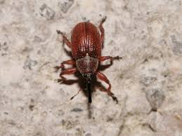 Attēlu rezultāti vaicājumam “Anthonomus phyllocola”