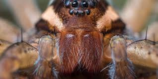 Attēlu rezultāti vaicājumam “Dolomedes fimbriatus”