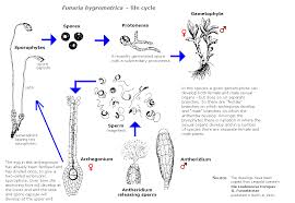 Attēlu rezultāti vaicājumam “Funaria hygrometrica sporophyte”