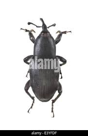Image result for Coleoptera Curculionoidea