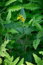 Attēlu rezultāti vaicājumam “Lysimachia thyrsiflora leaf”