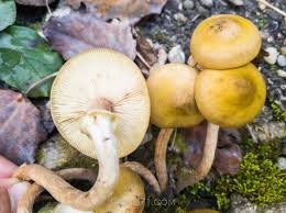 Attēlu rezultāti vaicājumam “Armillaria mellea”