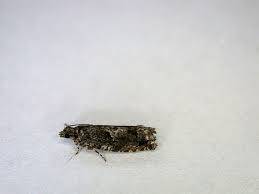 Attēlu rezultāti vaicājumam “Epinotia immundana”