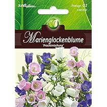 Image result for Marienglockenblumen