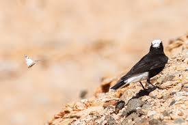 Image result for Oenanthe leucopyga