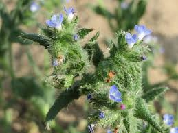 Attēlu rezultāti vaicājumam “Anchusa arvensis flower”