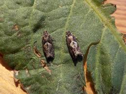 Attēlu rezultāti vaicājumam “Gracillaria syringella larva”