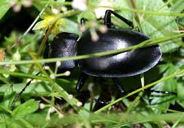 Attēlu rezultāti vaicājumam “Carabus glabratus”