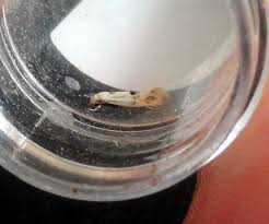 Attēlu rezultāti vaicājumam “Elachista maculicerusella”