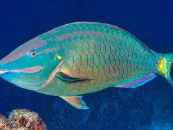 Image result for Sparisoma frondosum