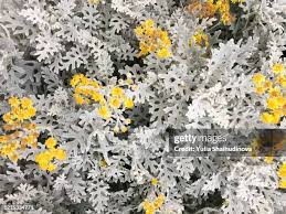 Image result for Cineraria maritima