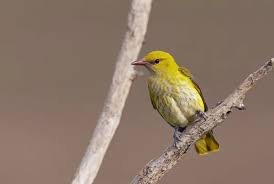 Attēlu rezultāti vaicājumam “Oriolus oriolus”