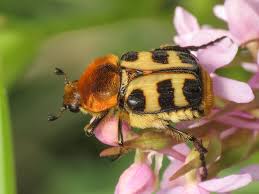 Attēlu rezultāti vaicājumam “Trichius fasciatus imago”