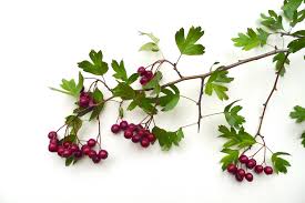 Attēlu rezultāti vaicājumam “Crataegus”