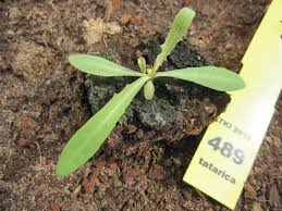 Attēlu rezultāti vaicājumam “Lactuca tatarica bud”