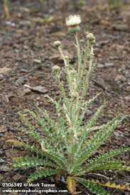 Attēlu rezultāti vaicājumam “Cirsium x rigens”