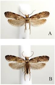 Attēlu rezultāti vaicājumam “Morophaga choragella”