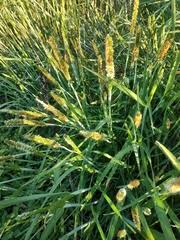 Attēlu rezultāti vaicājumam “Stemonitopsis aequalis (var. aequalis)”