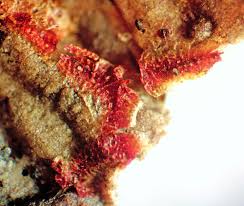 Attēlu rezultāti vaicājumam “Willkommlangea reticulata macro”