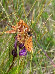 Attēlu rezultāti vaicājumam “Boloria aquilonaris”