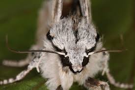 Attēlu rezultāti vaicājumam “Acronicta cuspis”