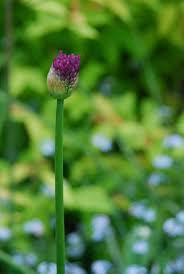 Attēlu rezultāti vaicājumam “Allium holandicum bud”