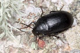 Attēlu rezultāti vaicājumam “Prionychus ater”