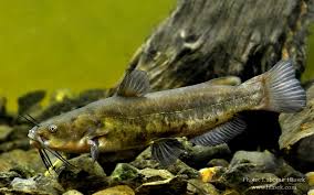 Image result for Ameiurus catus