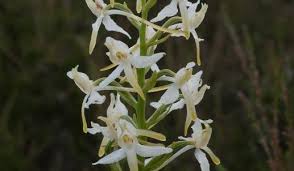 Attēlu rezultāti vaicājumam “Platanthera bifolia leaf”