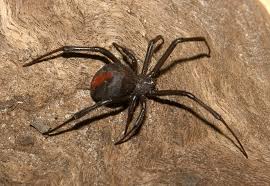 Image result for spider