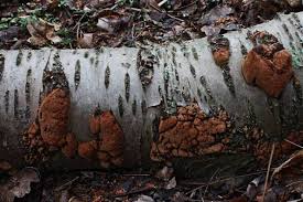 Attēlu rezultāti vaicājumam “Phellinus ferruginosus”
