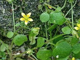 Attēlu rezultāti vaicājumam “Saxifraga cymbalaria”