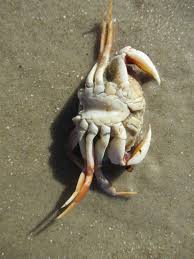 Image result for Cancer irroratus