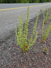 Image result for Chenopodium botrys