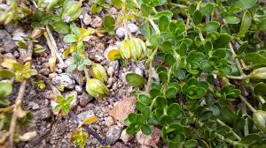 Attēlu rezultāti vaicājumam “Arenaria procera leaf”