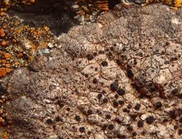 Attēlu rezultāti vaicājumam “Hertelidea botryosa”