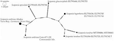 Attēlu rezultāti vaicājumam “Scapania lingulata”