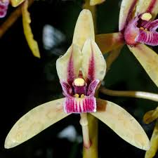 Attēlu rezultāti vaicājumam “Orchidaceae”