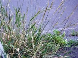 Attēlu rezultāti vaicājumam “Elytrigia repens”