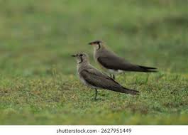 Image result for Glareola maldivarum