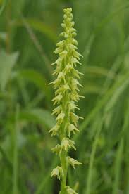 Attēlu rezultāti vaicājumam “Herminium monorchis fruit”