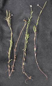 Attēlu rezultāti vaicājumam “Epilobium palustre”