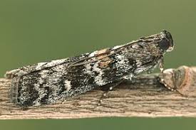 Attēlu rezultāti vaicājumam “Dioryctria abietella”