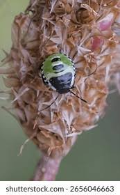 Attēlu rezultāti vaicājumam “Palomena prasina nymph”