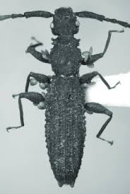 Attēlu rezultāti vaicājumam “Dendrophagus crenatus”