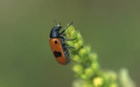 Attēlu rezultāti vaicājumam “Clytra quadripunctata”