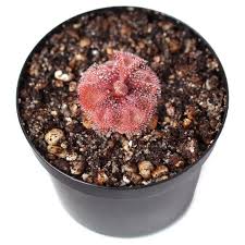 Attēlu rezultāti vaicājumam “Diderma rufostriatum”