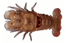 Image result for Scyllarides latus