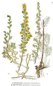 Attēlu rezultāti vaicājumam “Artemisia campestris”